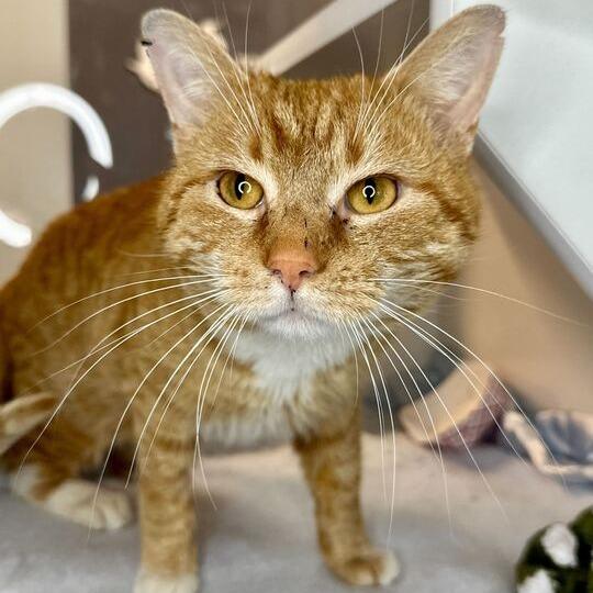 Enlarge Johnel, a Adoptable Domestic Short Hair in Matteson, IL image 2/2