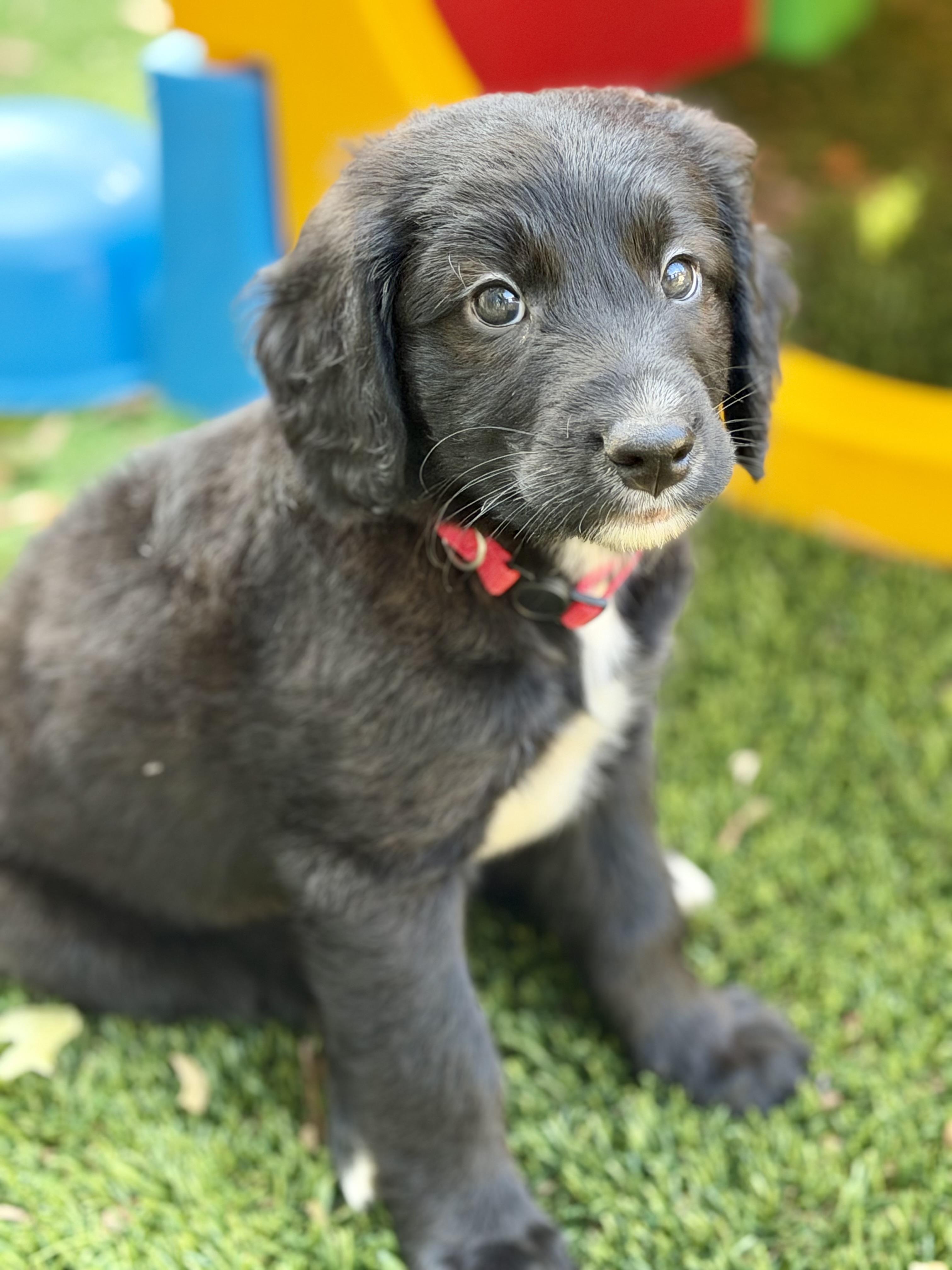George, Adoptable, Puppy Male Labradoodle & Border Collie.