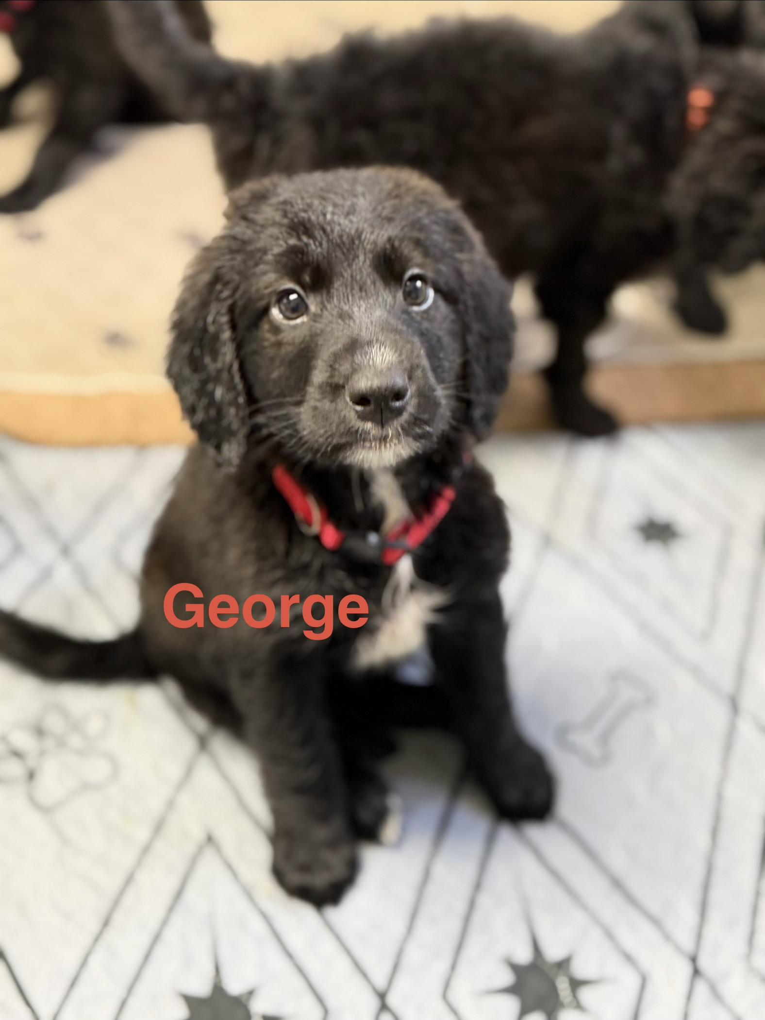 Enlarge George, a Adoptable mixed breed in Collingswood, NJ image 4/6