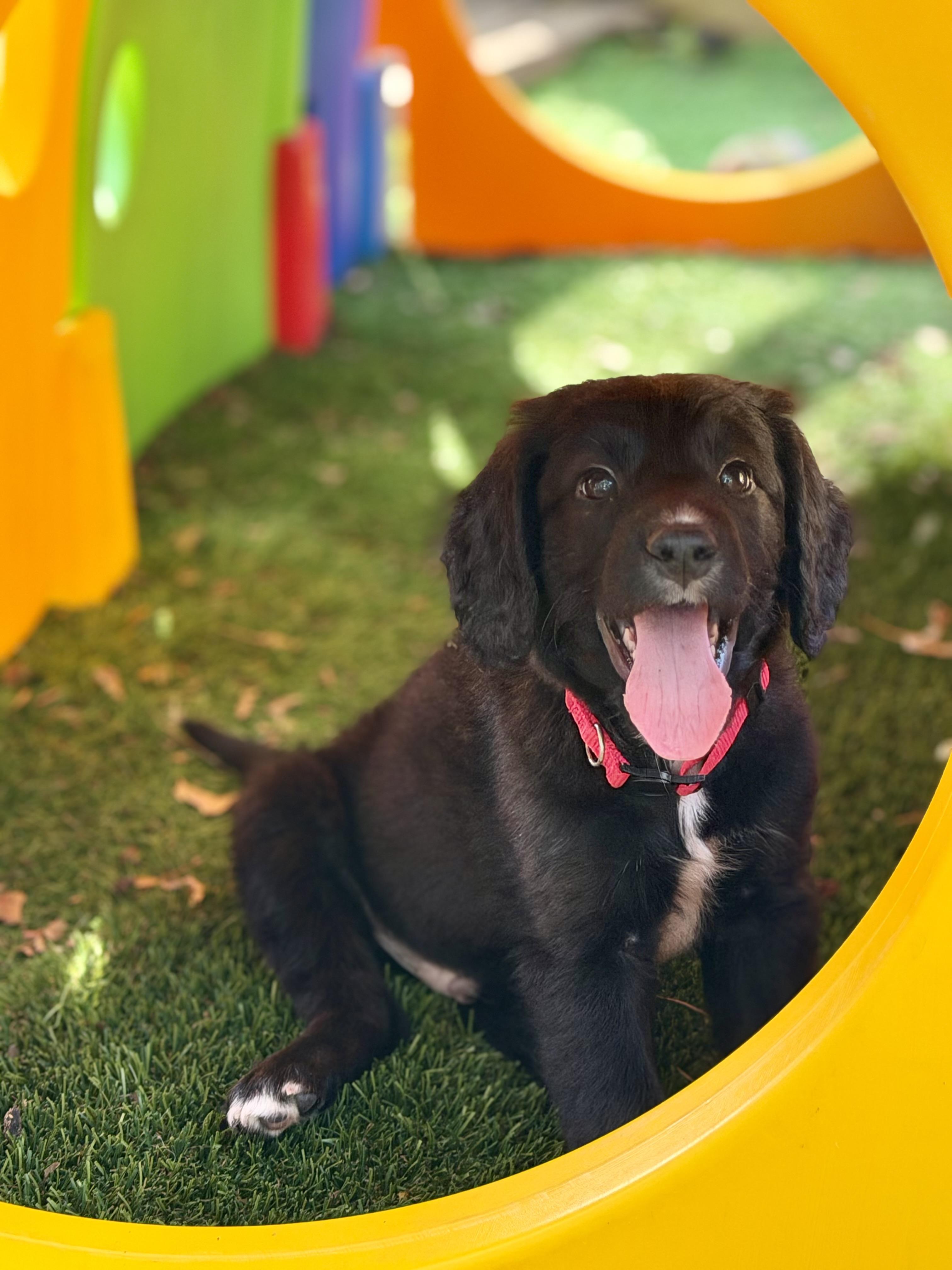 Enlarge George, a Adoptable mixed breed in Collingswood, NJ image 3/6