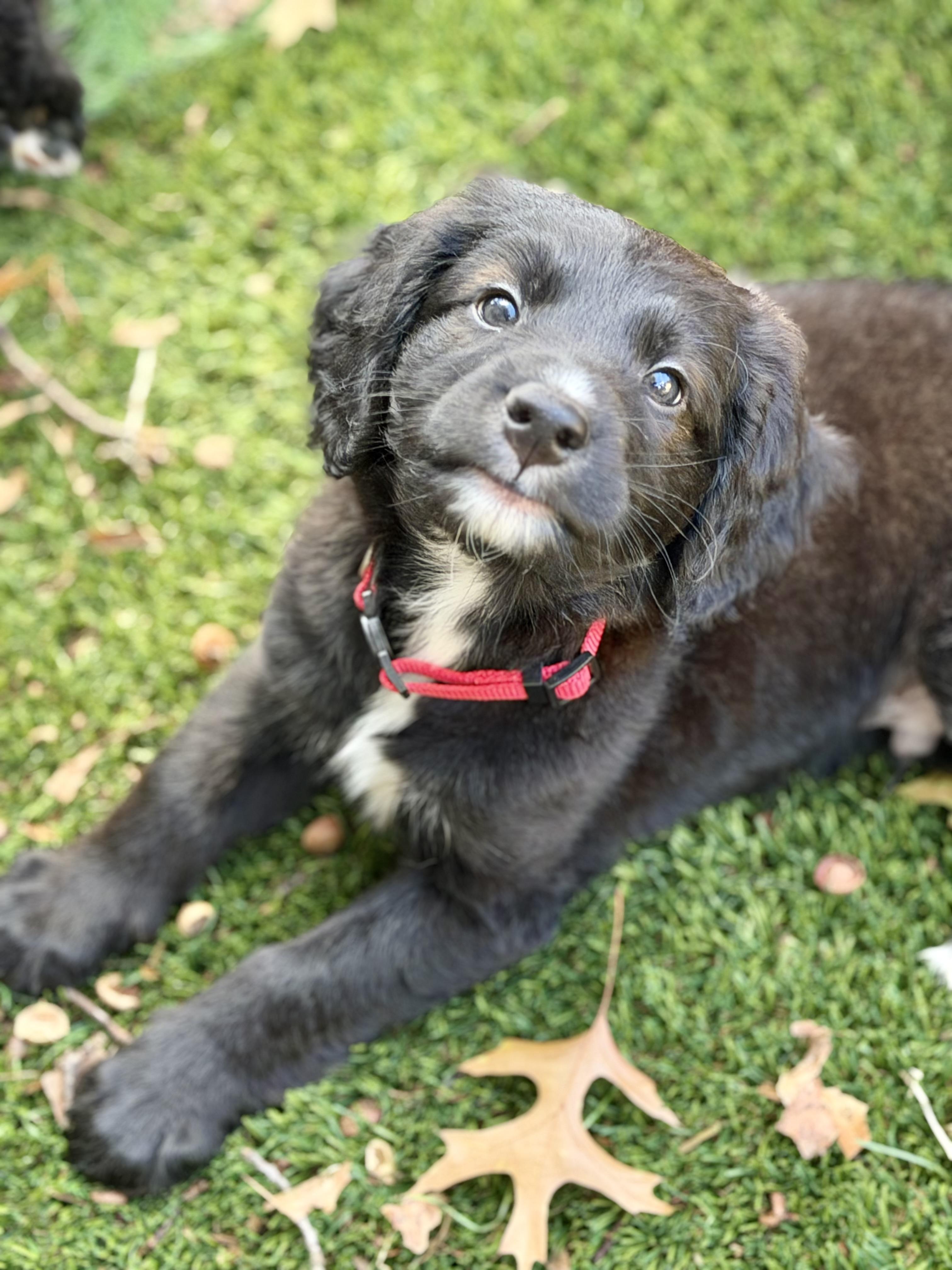 Enlarge George, a Adoptable mixed breed in Collingswood, NJ image 2/6