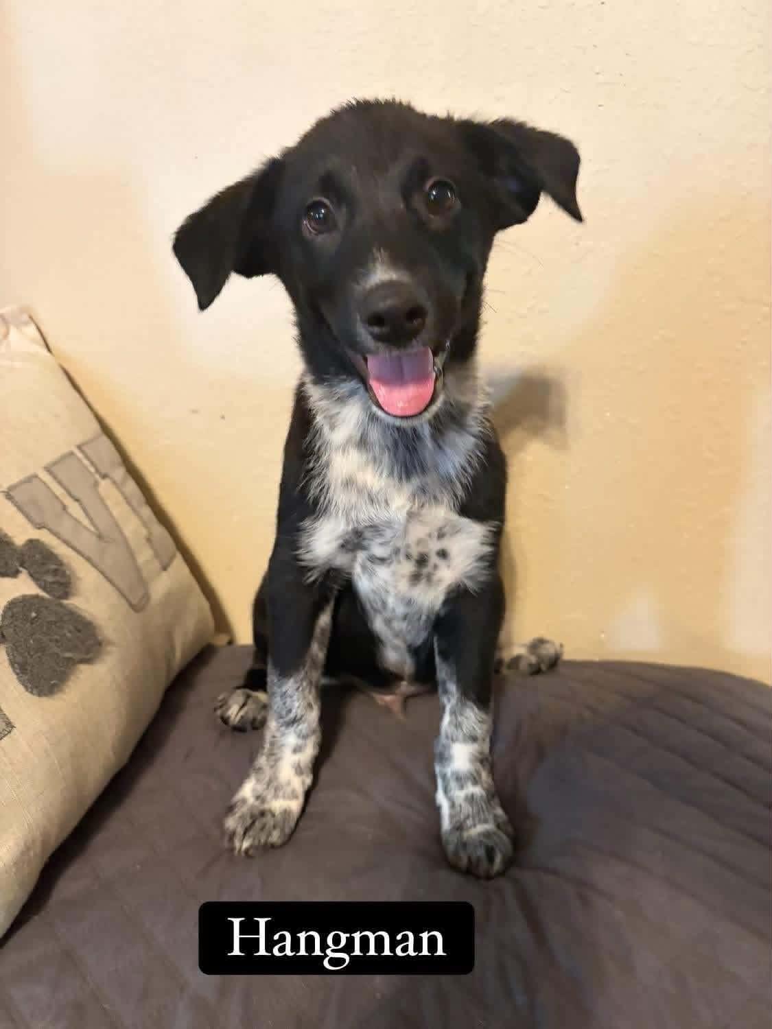 Hangman, Adopted, Puppy Male Australian Cattle Dog / Blue Heeler.