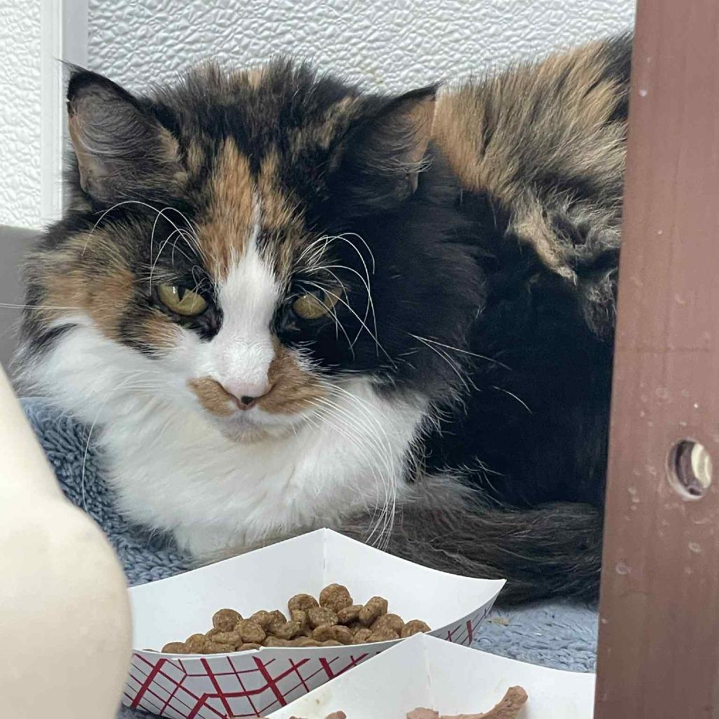 Enlarge Cassandra, a Adoptable Domestic Medium Hair in St. Helena, CA image 1/4