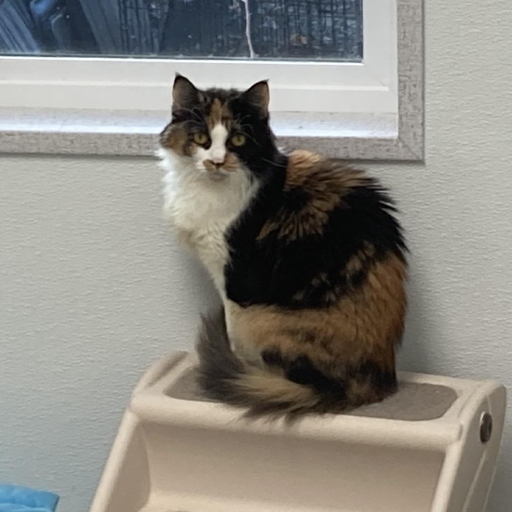 Enlarge Cassandra, a Adoptable Domestic Medium Hair in St. Helena, CA image 2/4