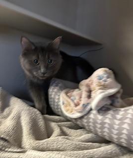 Enlarge Gemma, an adopted Domestic Short Hair in Phoenix, AZ image 3/6