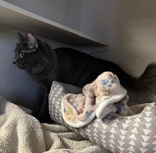 Enlarge Gemma, an adopted Domestic Short Hair in Phoenix, AZ image 5/6