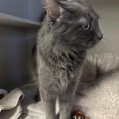 Enlarge Gemma, an adopted Domestic Short Hair in Phoenix, AZ image 6/6