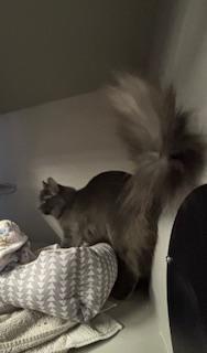 Enlarge Gemma, an adopted Domestic Short Hair in Phoenix, AZ image 4/6