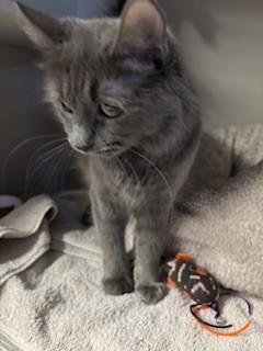 Enlarge Gemma, an adopted Domestic Short Hair in Phoenix, AZ image 2/6