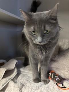 Enlarge Gemma, an adopted Domestic Short Hair in Phoenix, AZ image 1/6