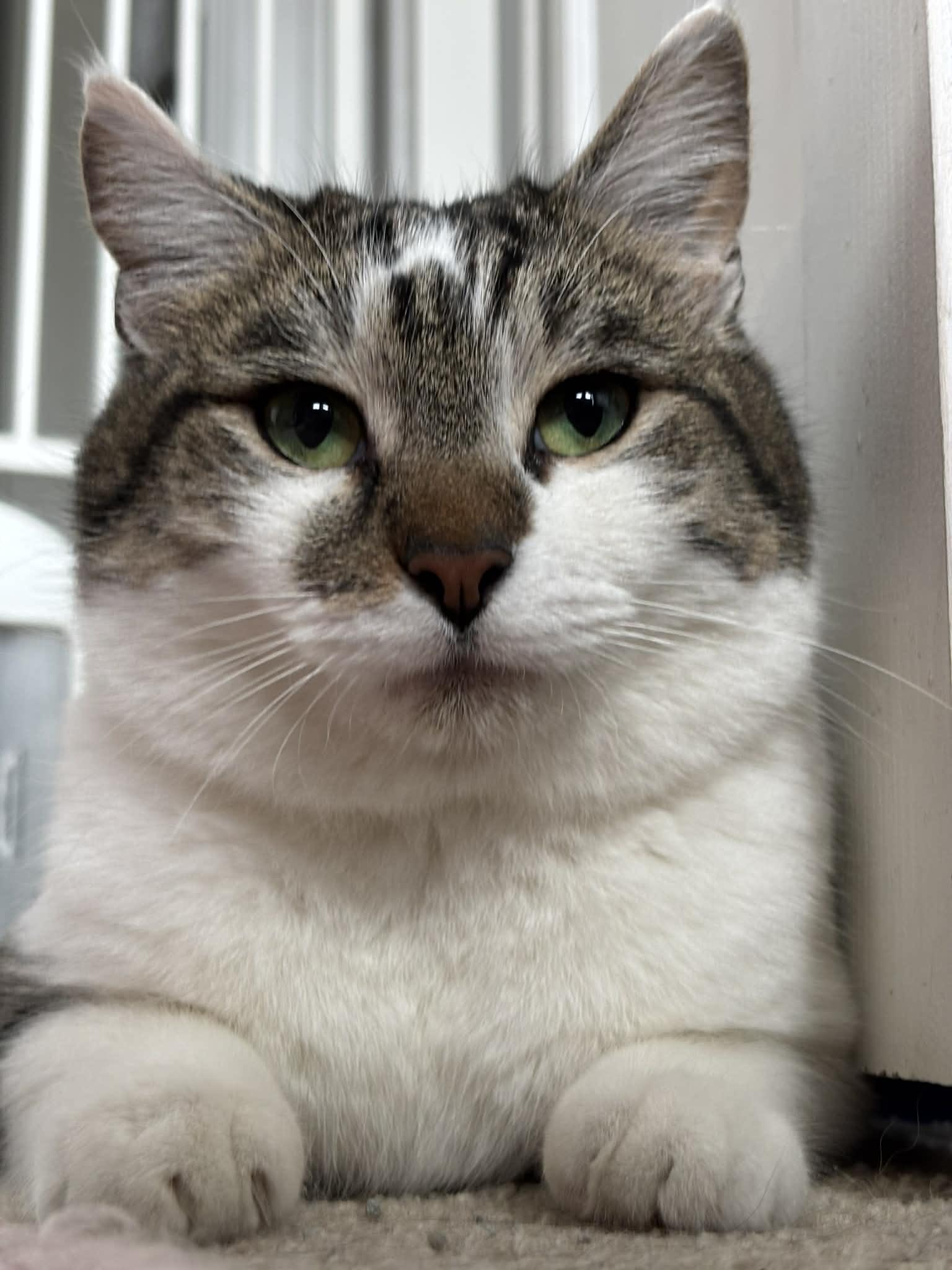 Enlarge Felix, a ADOPTABLE Domestic Short Hair in Pittsburgh, PA image 1/3