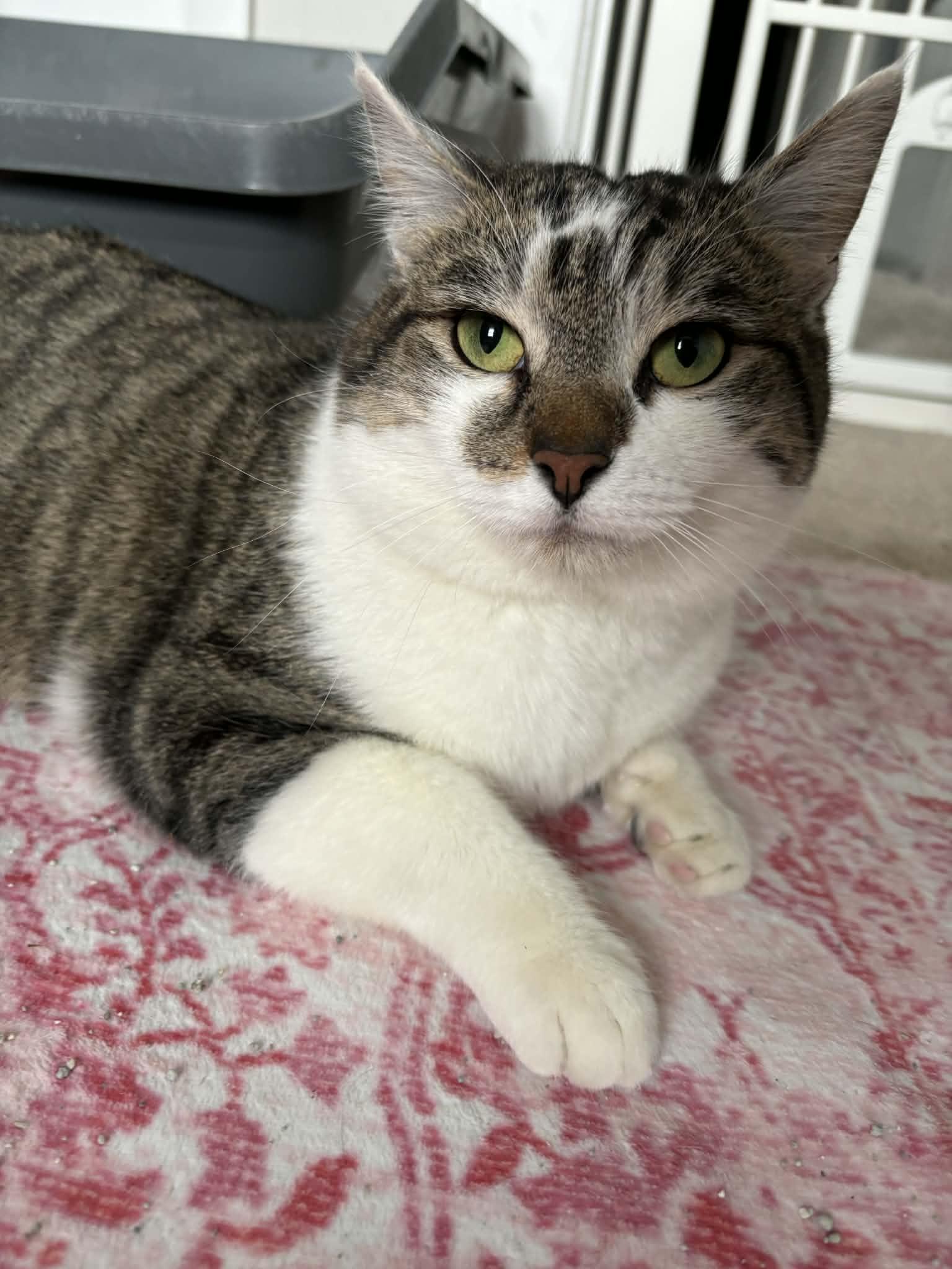 Enlarge Felix, a ADOPTABLE Domestic Short Hair in Pittsburgh, PA image 2/3