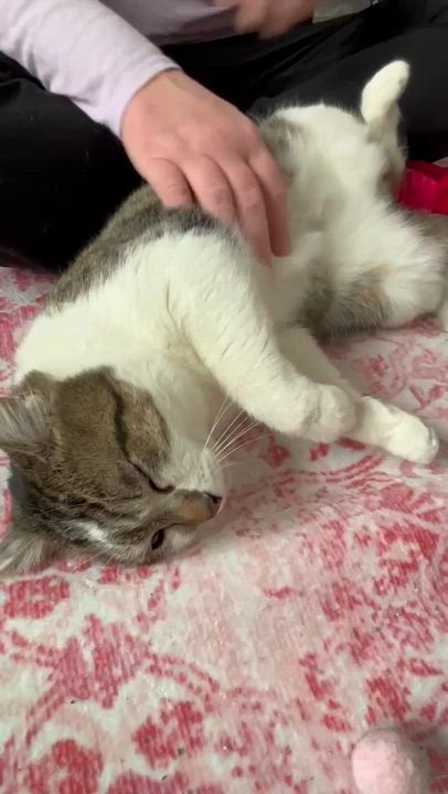 Enlarge Felix, a ADOPTABLE Domestic Short Hair in Pittsburgh, PA video 3/3
