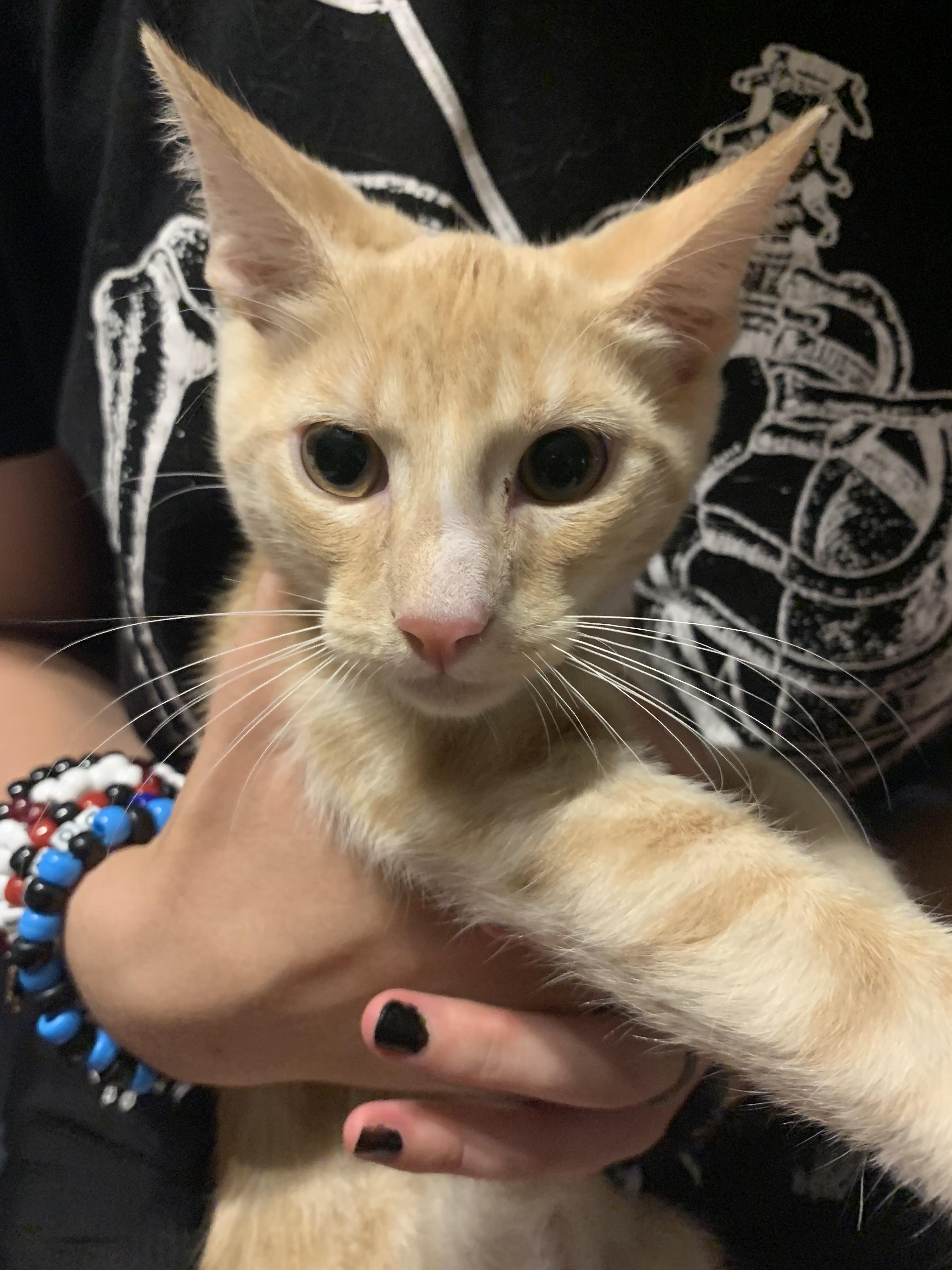 Custard, Adopted, Young Male Domestic Short Hair.