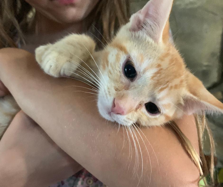 Enlarge Custard, a Adopted Domestic Short Hair in Huntington Beach, CA image 2/4