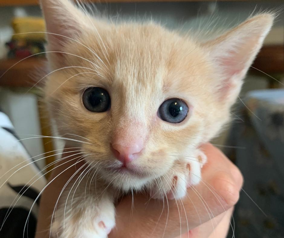 Enlarge Custard, a Adopted Domestic Short Hair in Huntington Beach, CA image 3/4