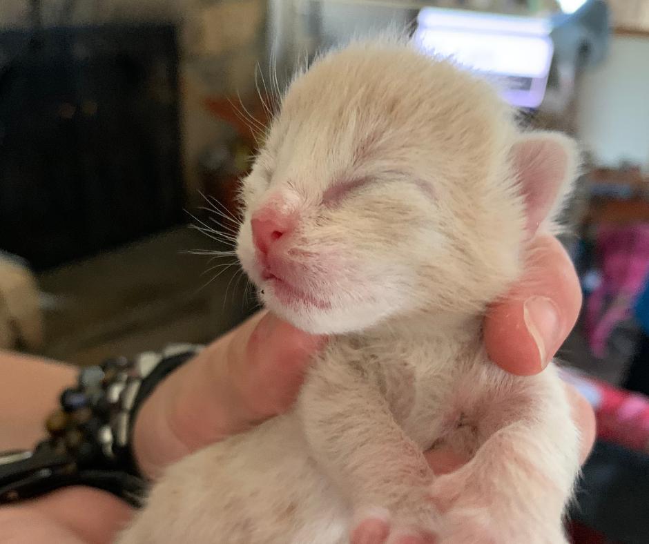 Enlarge Custard, a Adopted Domestic Short Hair in Huntington Beach, CA image 4/4