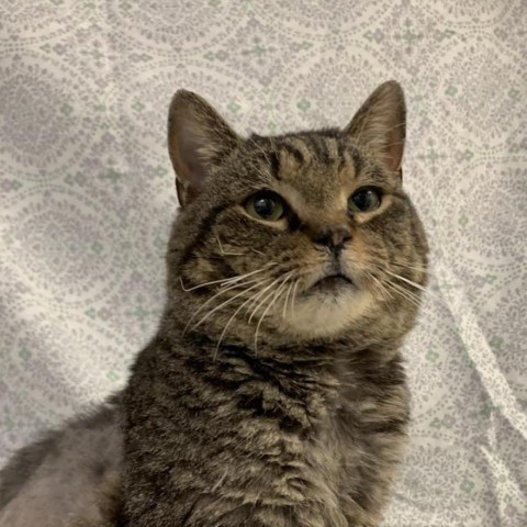 Tom Riddle, Adoptable, Adult Male Domestic Short Hair.