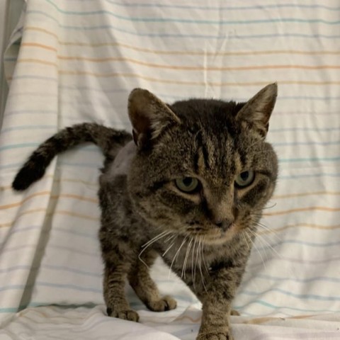 Tom Riddle, a Adoptable Domestic Short Hair in Lyndhurst, VA image 2/6