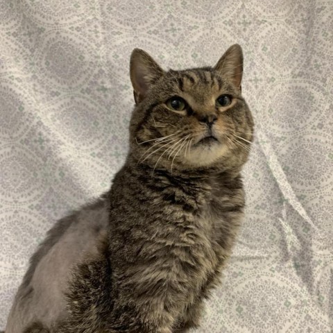 Tom Riddle, a Adoptable Domestic Short Hair in Lyndhurst, VA image 3/6