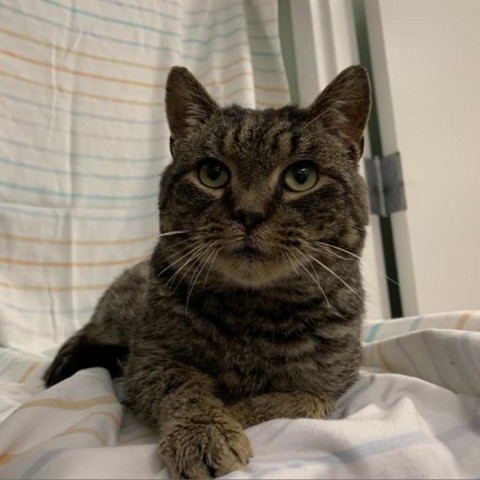 Tom Riddle, a Adoptable Domestic Short Hair in Lyndhurst, VA image 4/6