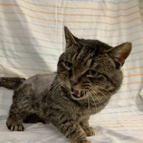 Tom Riddle, a Adoptable Domestic Short Hair in Lyndhurst, VA image 5/6