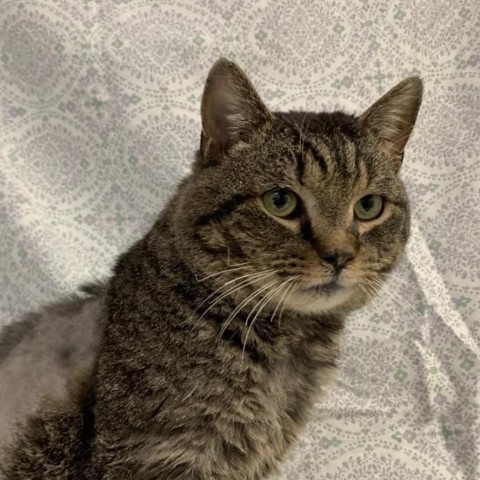 Tom Riddle, a Adoptable Domestic Short Hair in Lyndhurst, VA image 6/6