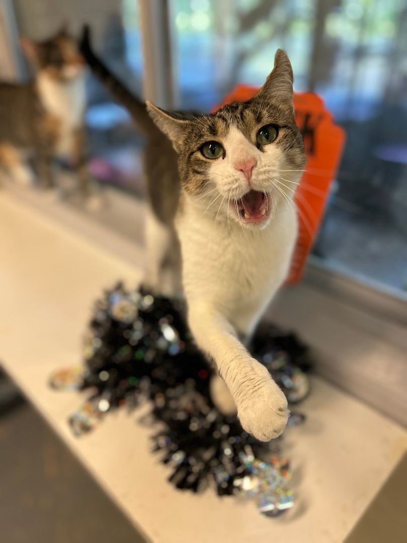 Enlarge Lucipurr, a Adoptable Domestic Short Hair in East Northport, NY image 1/2