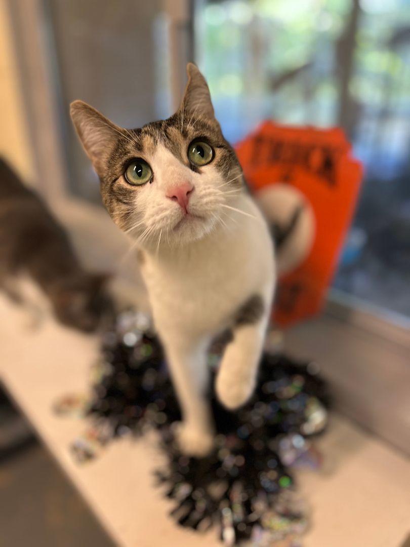 Enlarge Lucipurr, a Adoptable Domestic Short Hair in East Northport, NY image 2/2