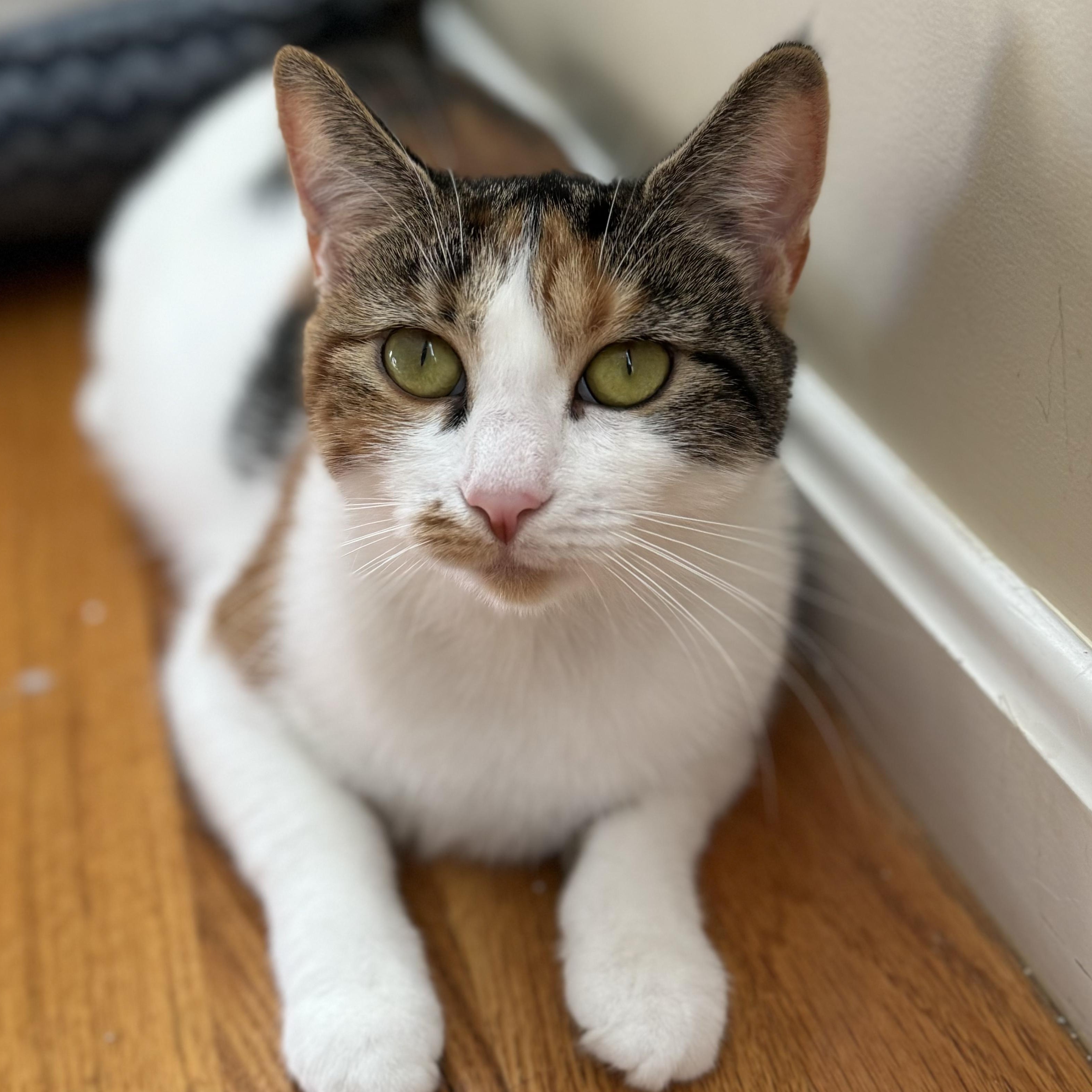 Cat for adoption FRANCESCA, a Domestic Short Hair in East Greenwich