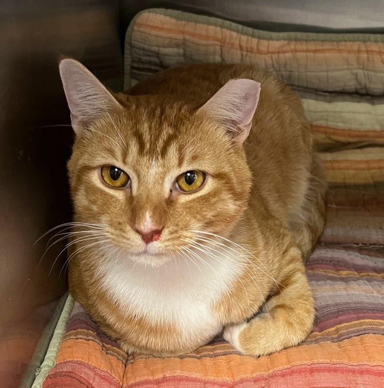 Enlarge Valentine, a Adoptable mixed breed in Richland Hills, TX image 1/1