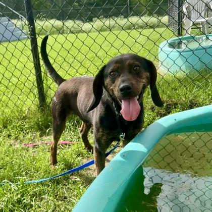 Jabberwocky, Adoptable, Adult Male Mixed Breed & Mixed Breed.