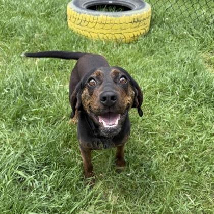Enlarge Jabberwocky, a Adoptable mixed breed in East Montpelier, VT image 2/3