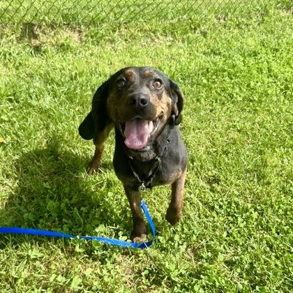Enlarge Jabberwocky, a Adoptable mixed breed in East Montpelier, VT image 3/3