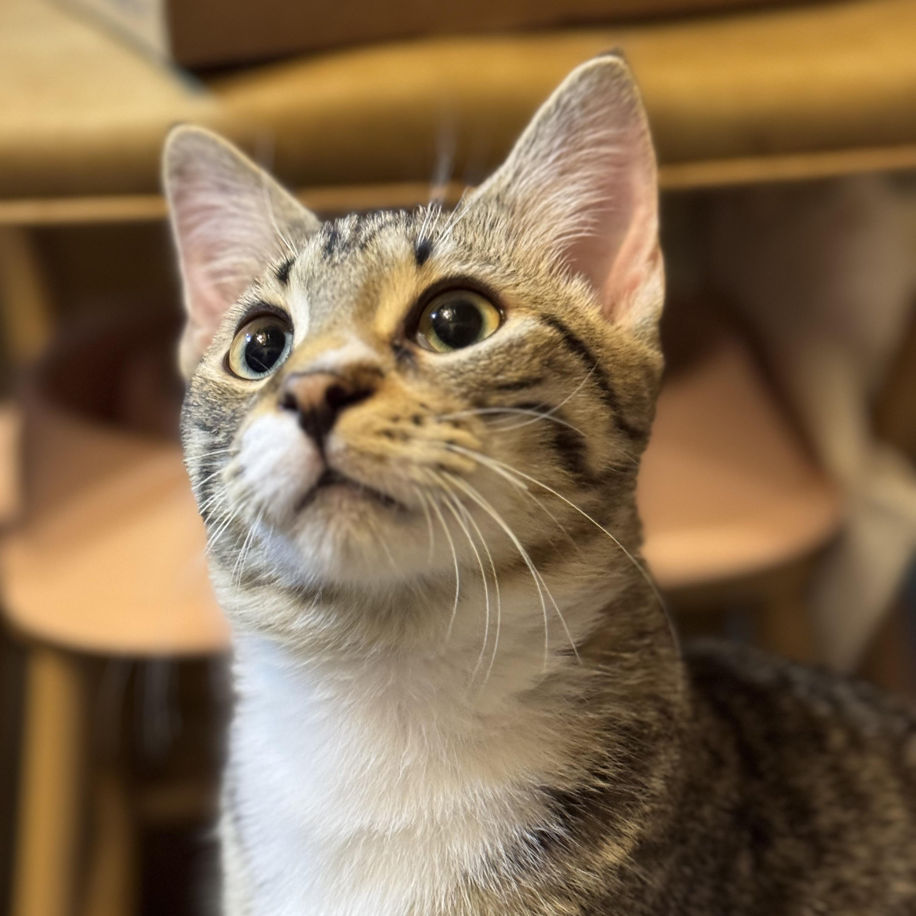 Jimmy Bean, an adopted Domestic Short Hair in MABLETON, GA image 1/6