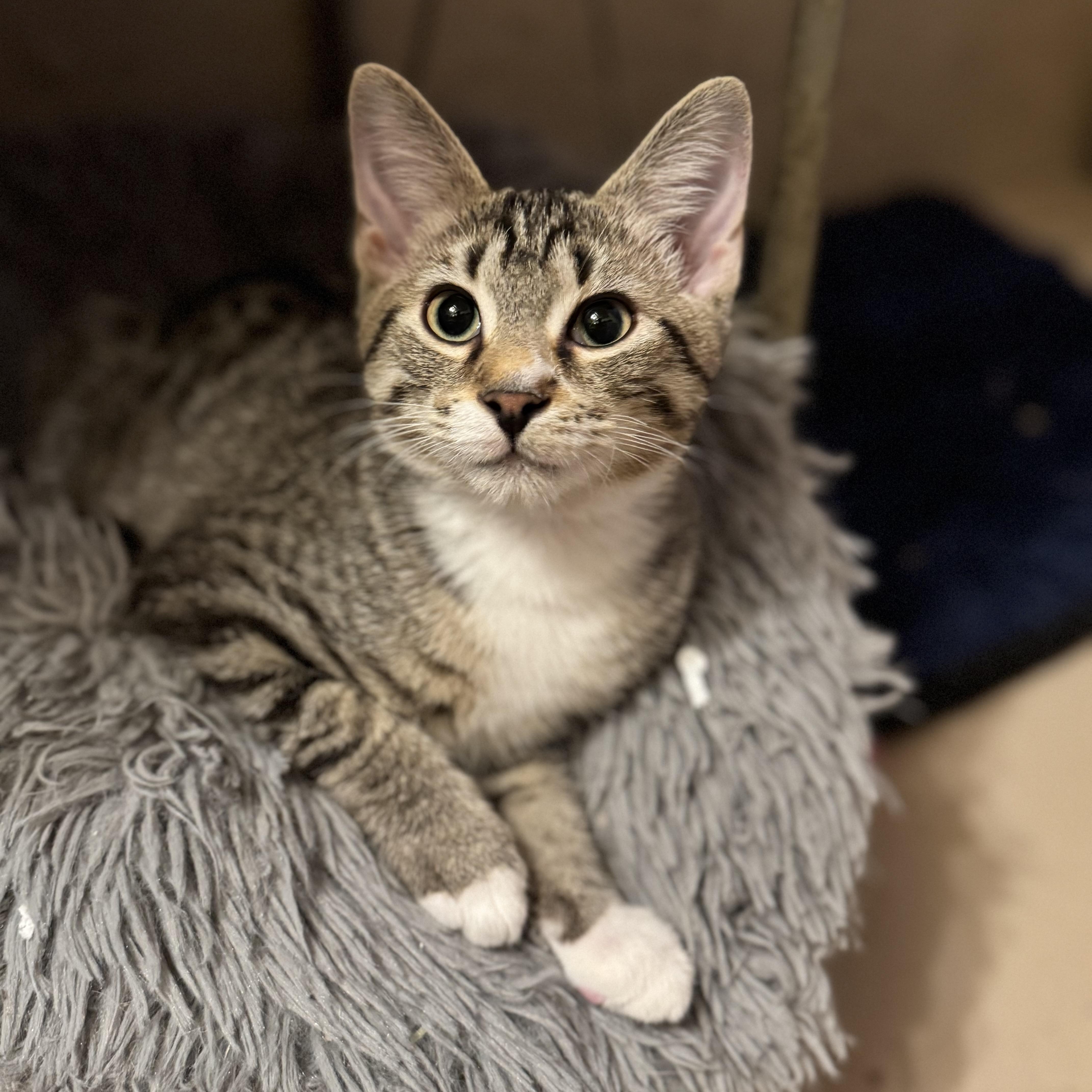 Jimmy Bean, Adoptable, Kitten Male Domestic Short Hair.