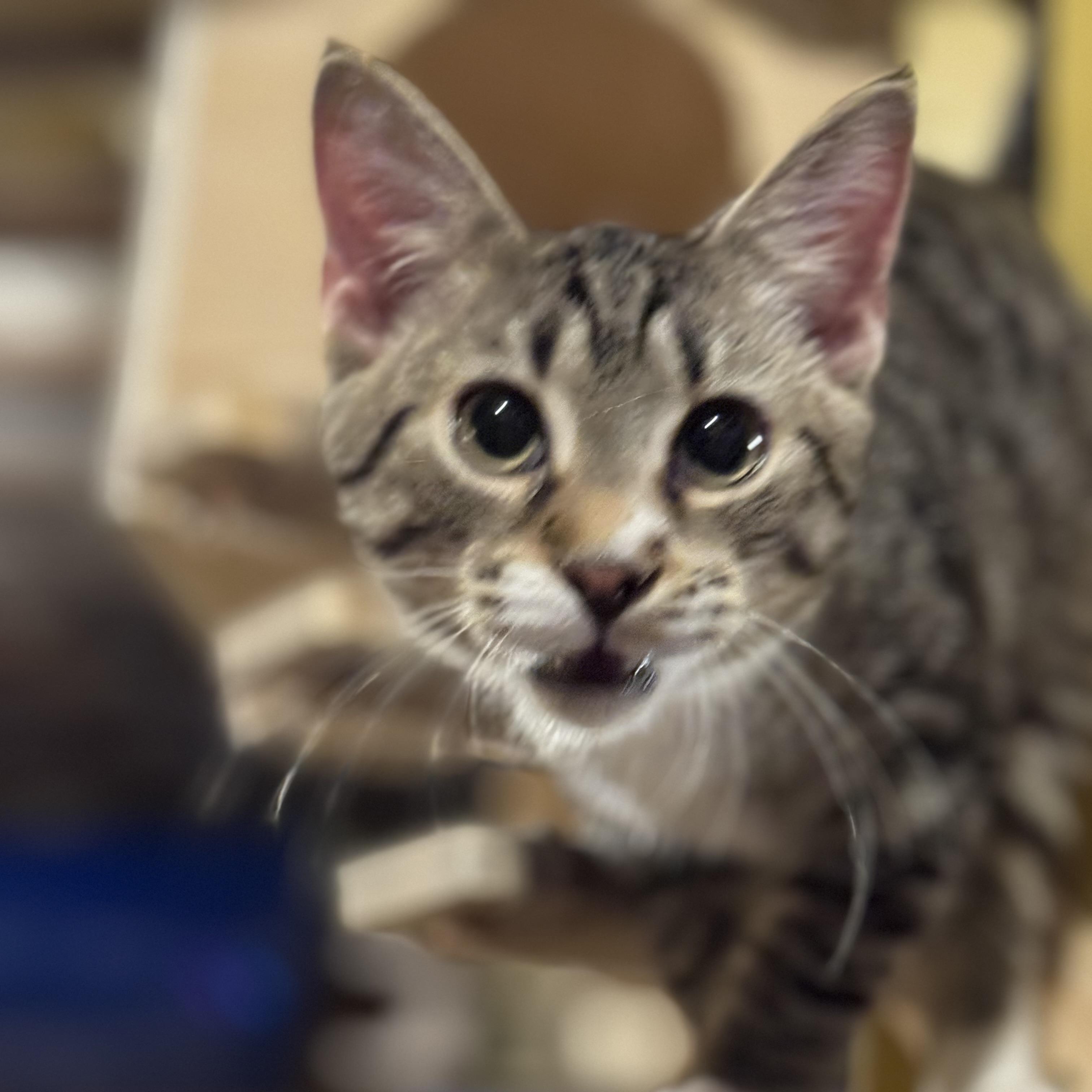 Jimmy Bean, an adopted Domestic Short Hair in MABLETON, GA image 6/6