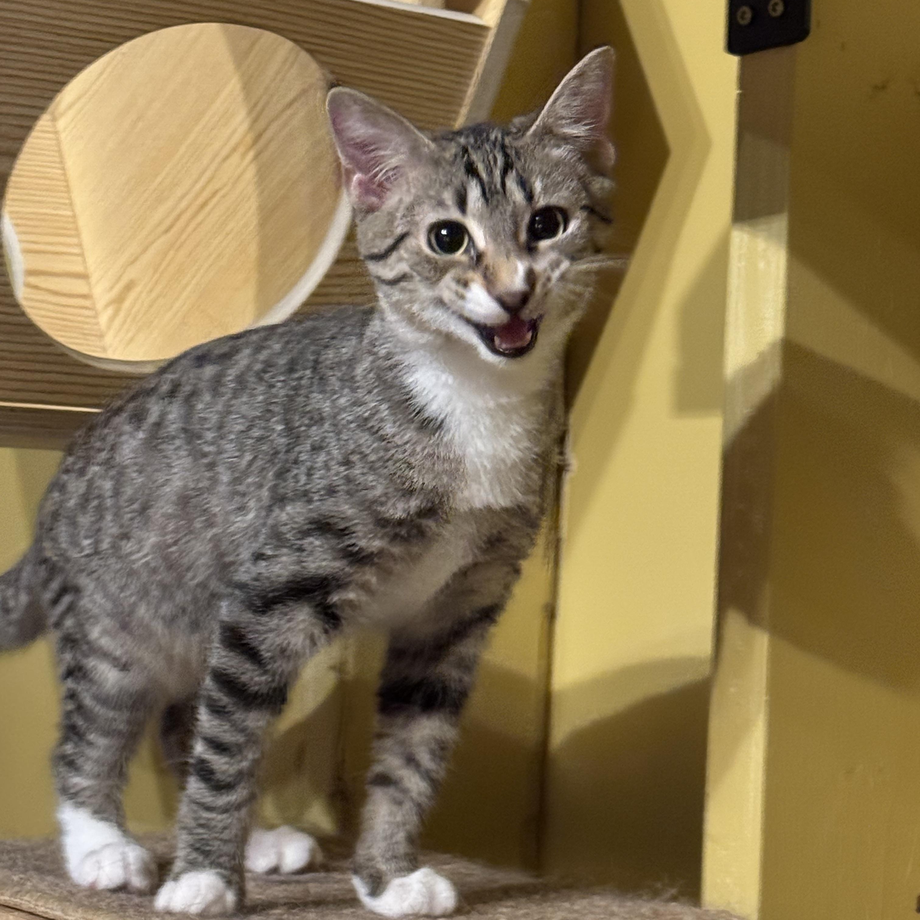 Jimmy Bean, an adopted Domestic Short Hair in MABLETON, GA image 5/6