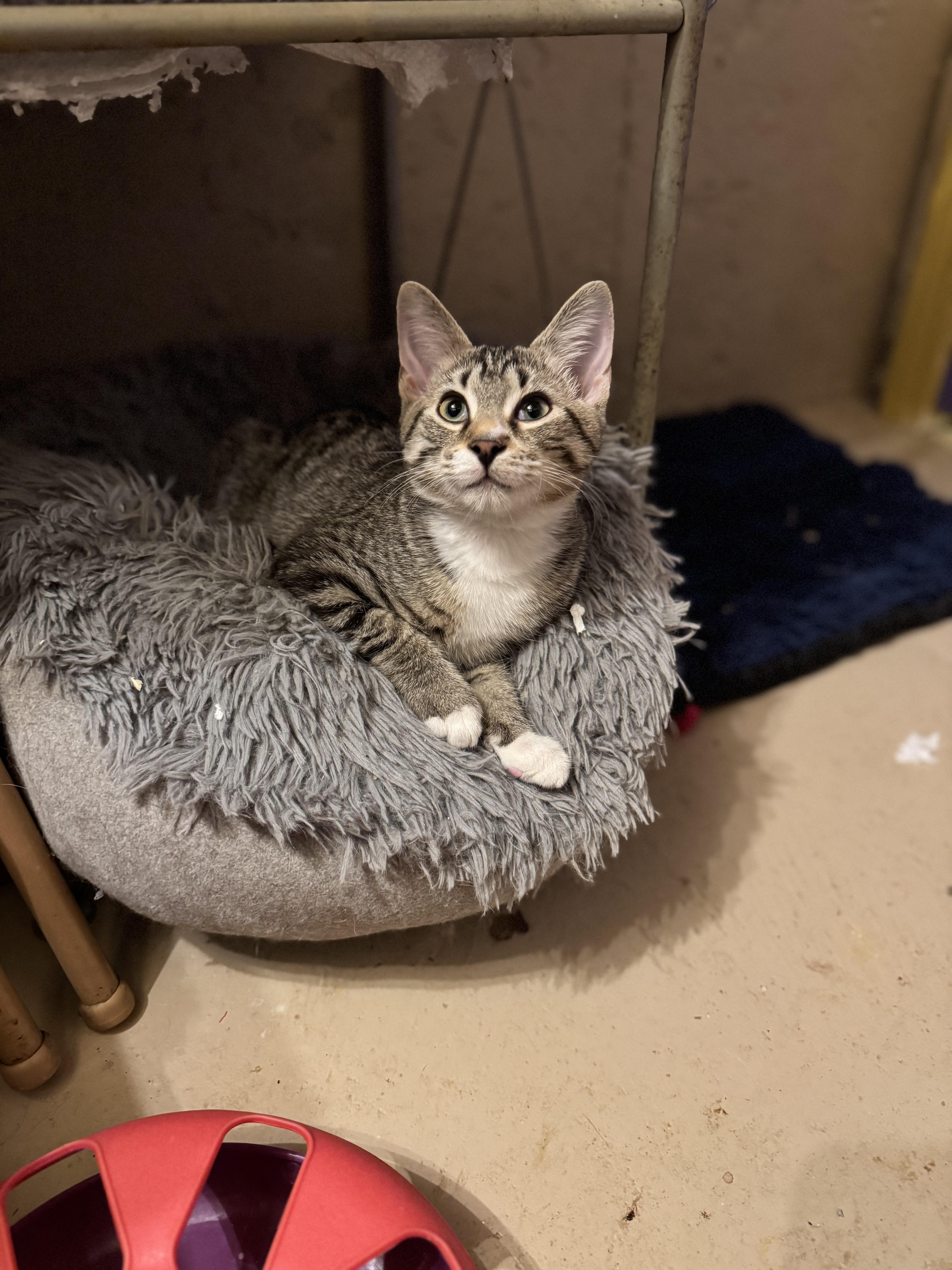 Jimmy Bean, an adopted Domestic Short Hair in MABLETON, GA image 3/6