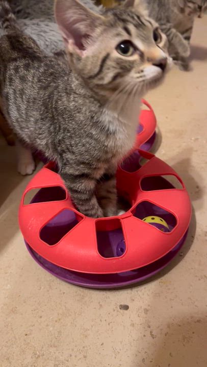 Enlarge Jimmy Bean, an adopted Domestic Short Hair in MABLETON, GA video 4/6