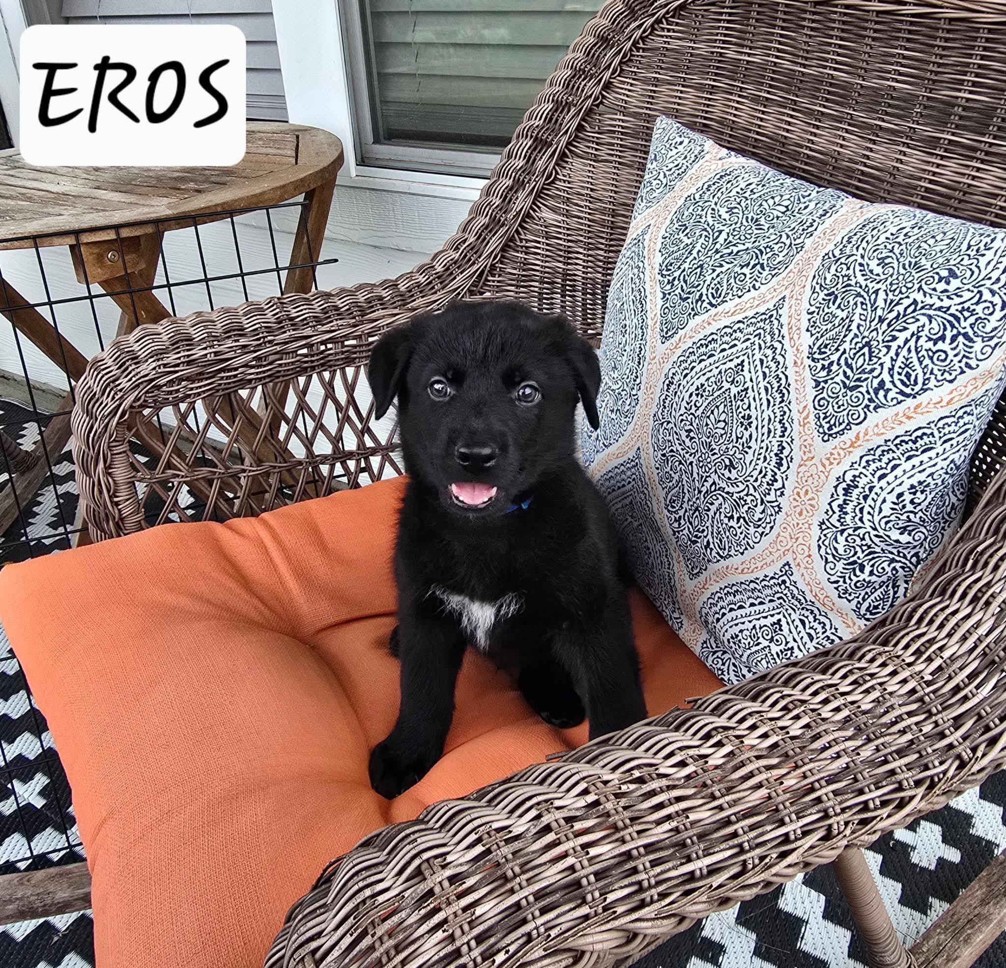 Eros, Adoptable, Puppy Male Black Labrador Retriever & German Shepherd Dog.