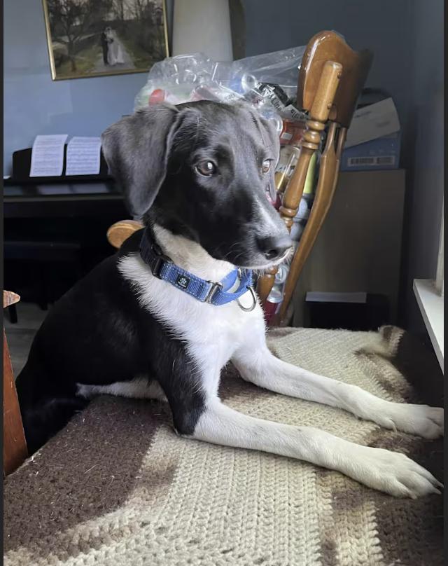Enlarge Billy Boo, a Adoptable mixed breed in Pleasant Valley, NY image 2/2