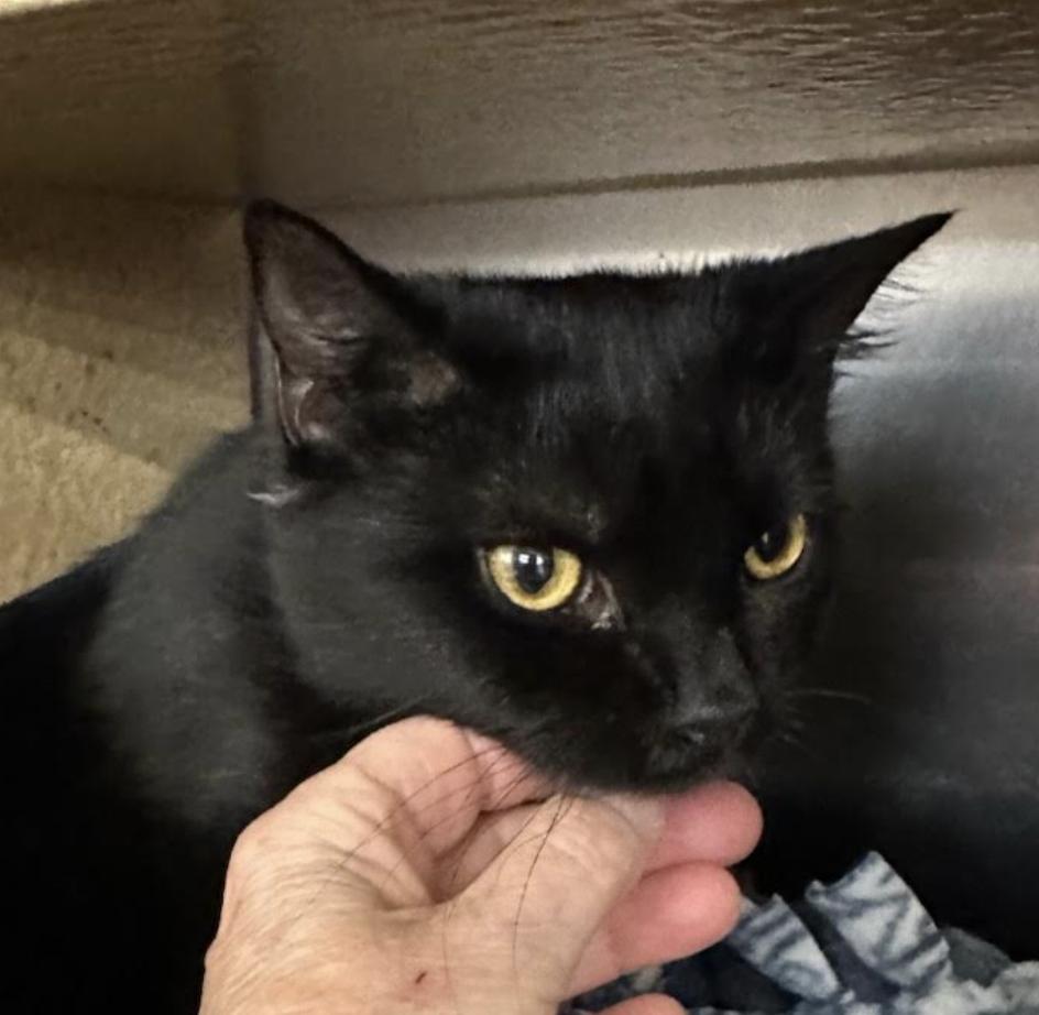 Benny, adopted, Kitten Male Domestic Short Hair.