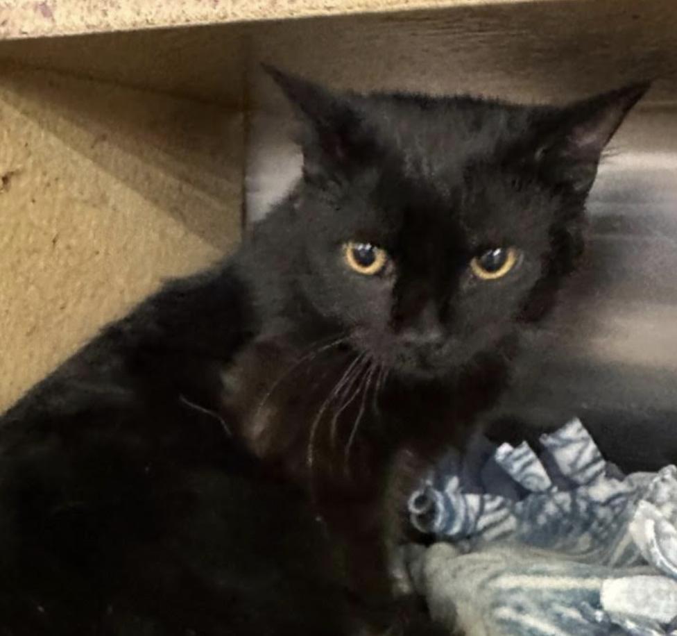 Enlarge Benny, an adopted Domestic Short Hair in Cincinnati, OH image 2/2