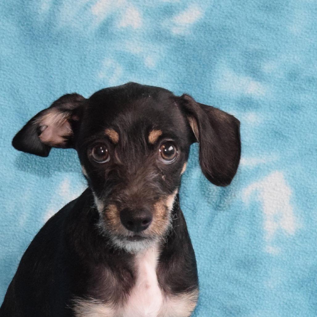 Theodore, Adoptable, Puppy Male Chihuahua.