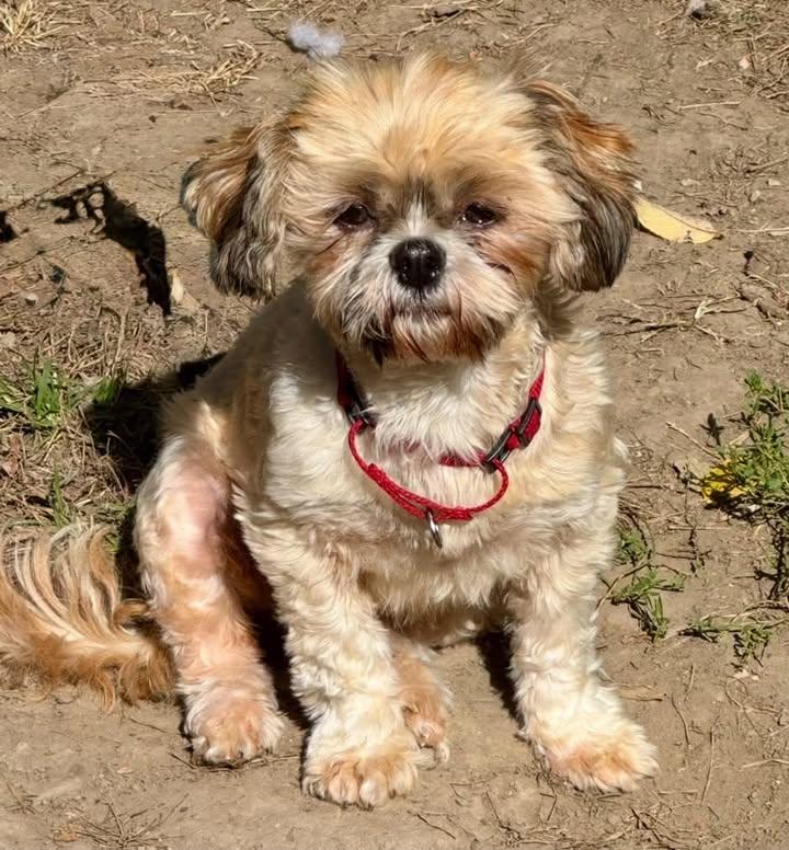 Rita, Adoptable, Adult Female Shih Tzu.