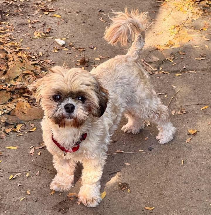 Enlarge Rita, a Adoptable Shih Tzu in Buffalo, NY image 2/2