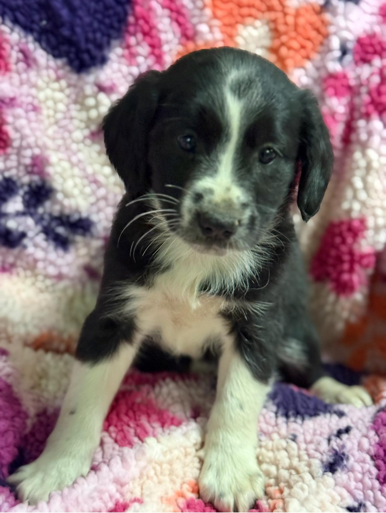 Merry, Adoptable, Young Female Australian Shepherd.