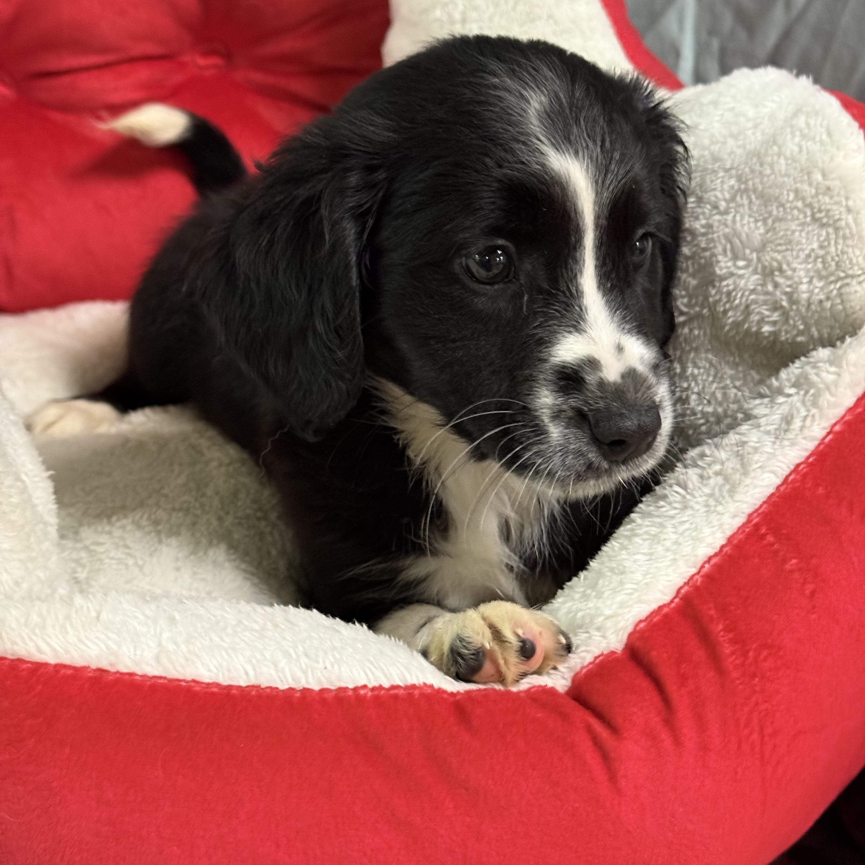 Merry, a Adoptable mixed breed in Baton Rouge, LA image 2/4