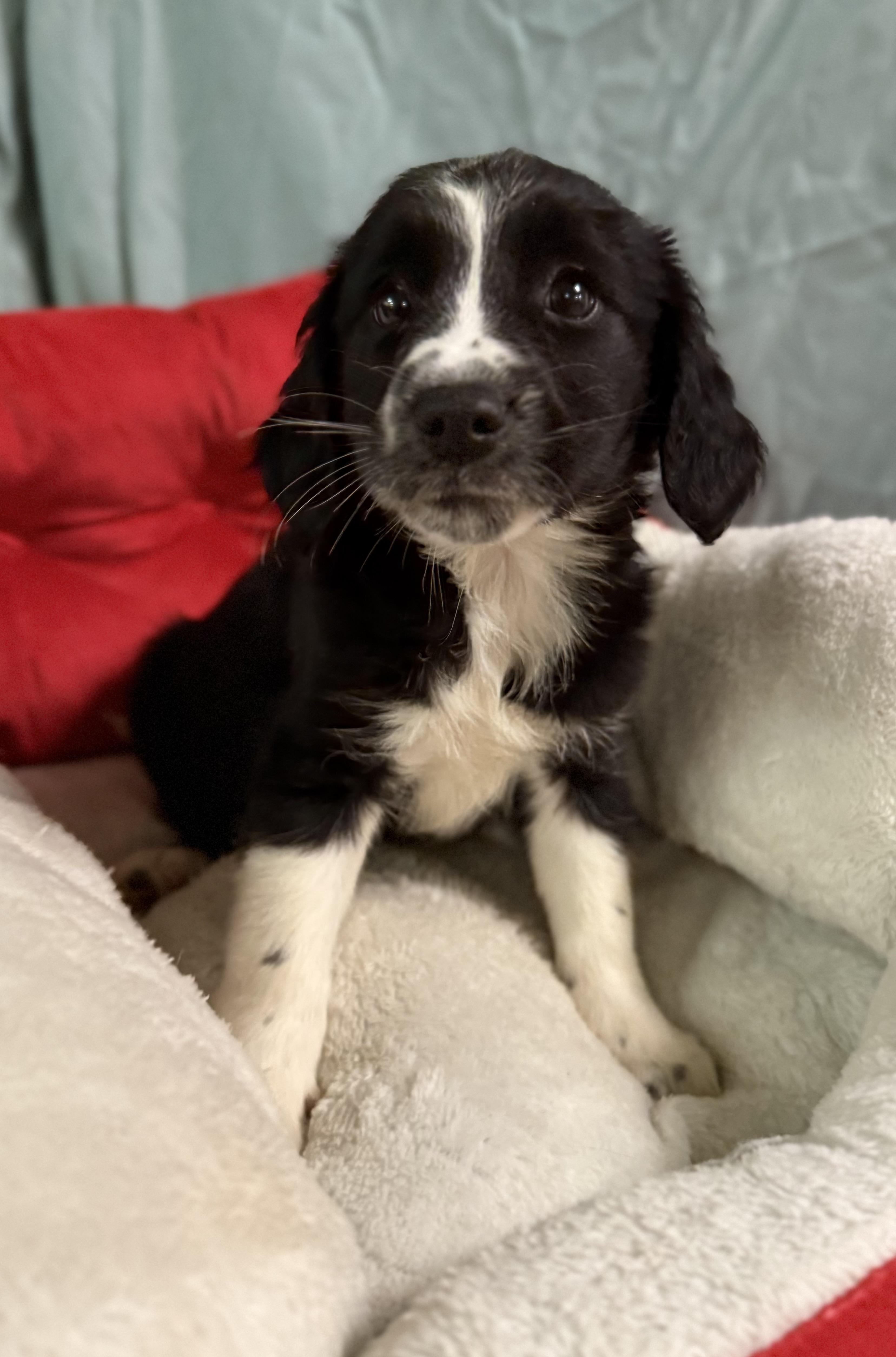 Merry, a Adoptable mixed breed in Baton Rouge, LA image 3/4